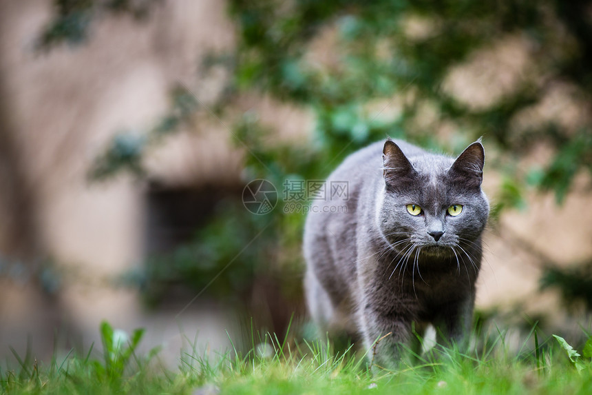 猫在绿草坪上户外 朝你走来猫咪动物绿色宠物头发家庭毛皮猫科爪子冒充图片