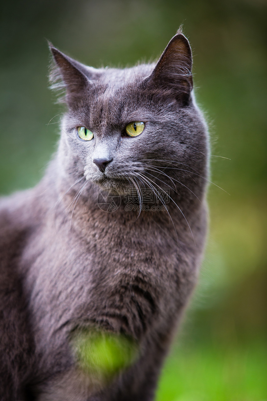 户外小猫咪尾巴爪子绿色小猫动物毛皮眼睛头发猫科兽医图片