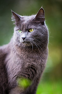 户外小猫咪尾巴爪子绿色小猫动物毛皮眼睛头发猫科兽医高清图片