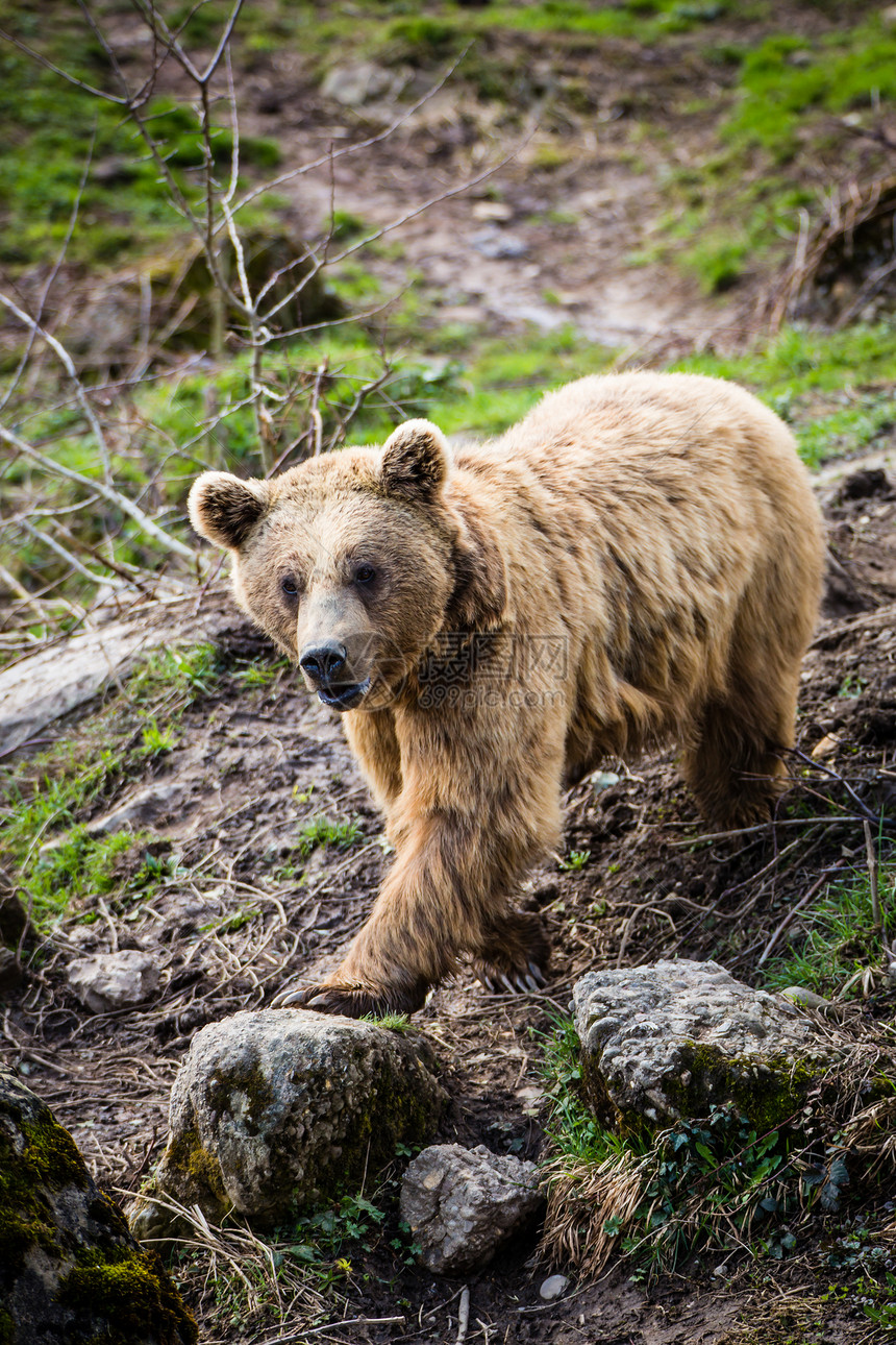棕熊荒野毛皮危险动物园野生动物打猎力量哺乳动物攻击动物图片