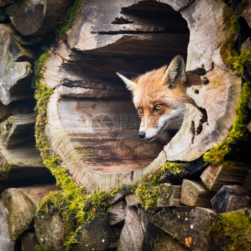 红狐狸婴儿哺乳动物女性捕食者动物橙子书房手表幼兽毛皮图片
