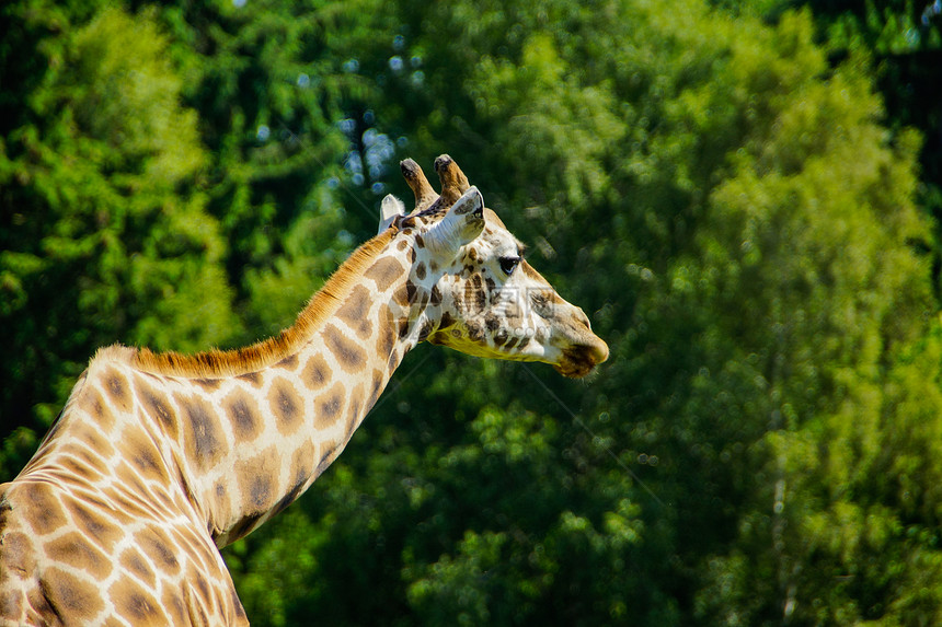 Giraffe 吉拉法卡梅罗帕达里斯橙子哺乳动物冒险蓝色动物绿色贫民窟太阳荒野丛林图片