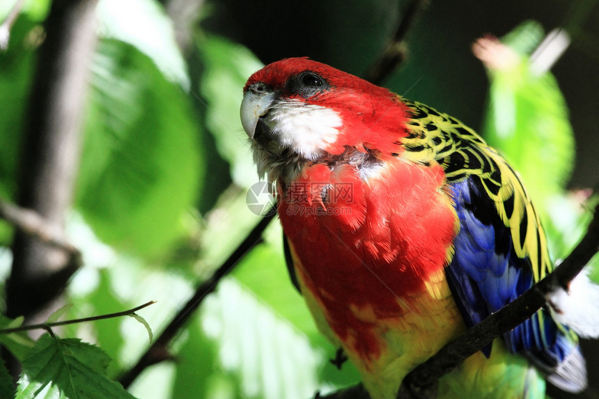 鹦鹉东罗塞拉野生动物红色绿色宠物动物翅膀荒野情调金刚鹦鹉羽毛图片