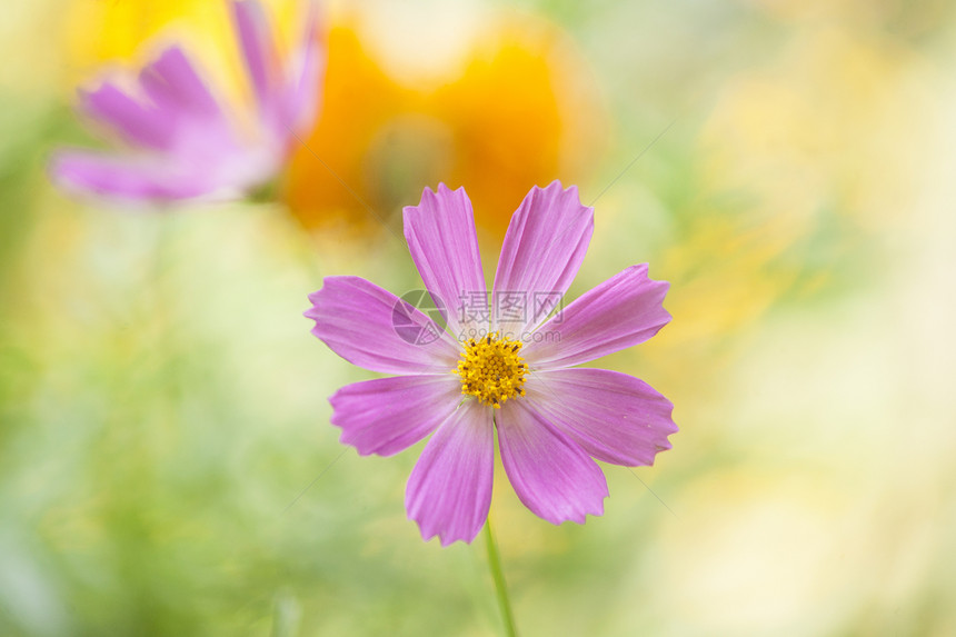 美丽的花朵花瓣花园花坛植物季节园艺叶子公园阳光植物群图片