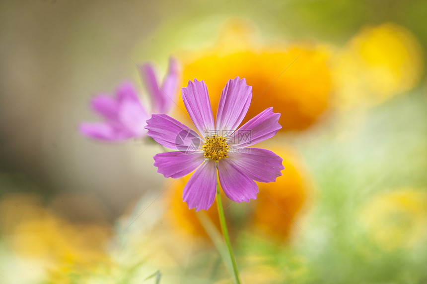 美丽的花朵季节晴天植物群叶子公园花坛植物园艺花园场地图片