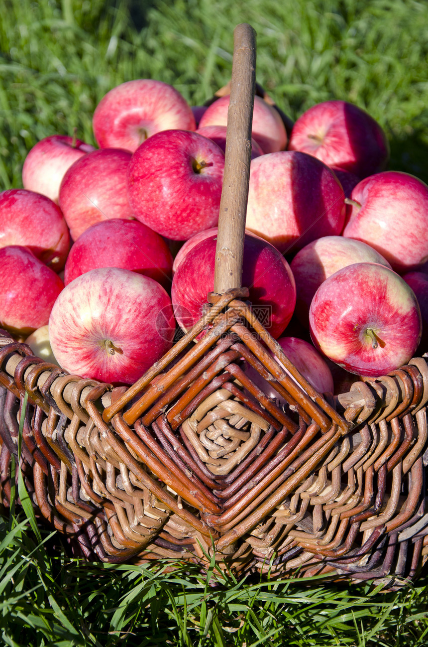 甜甜的夏天苹果 在柳篮子中图片