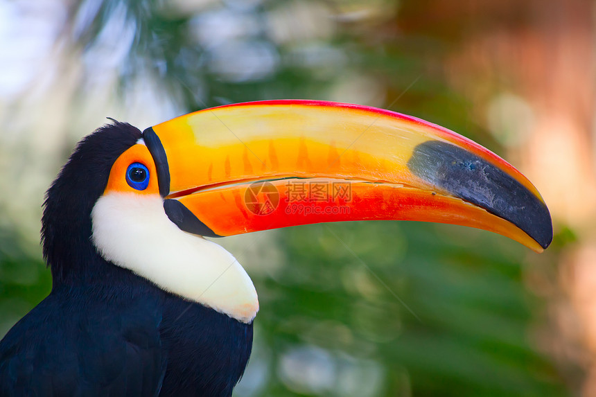色彩多彩的土瓜动物园鸟舍动物摄影森林场景旅游橙子合作旅行图片