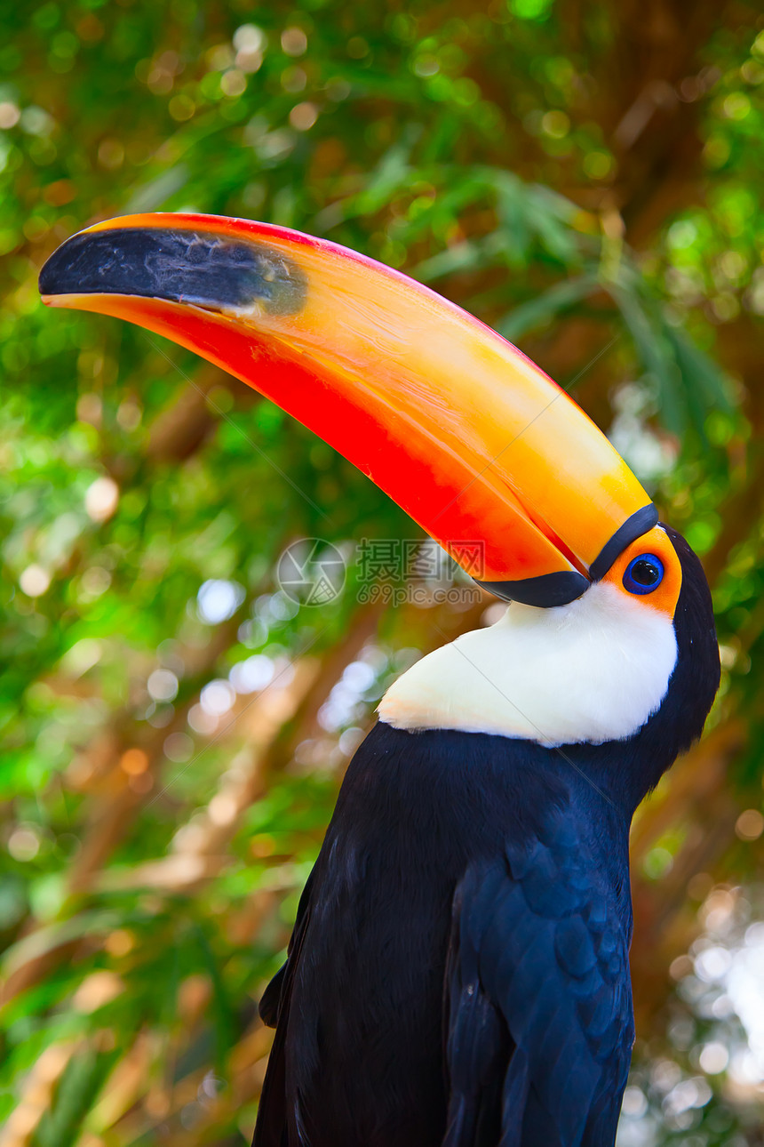色彩多彩的土瓜场景热带蓝色森林旅行生态气候旅游鸟舍合作图片
