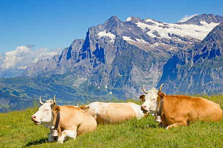 高山奶牛瑞士牛环境悬崖场地草地天空蓝色高山爬坡远足生态背景