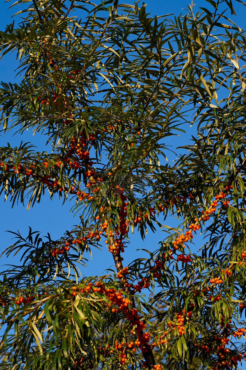 海角的树枝 和成熟的浆果橙子天空沙棘图片