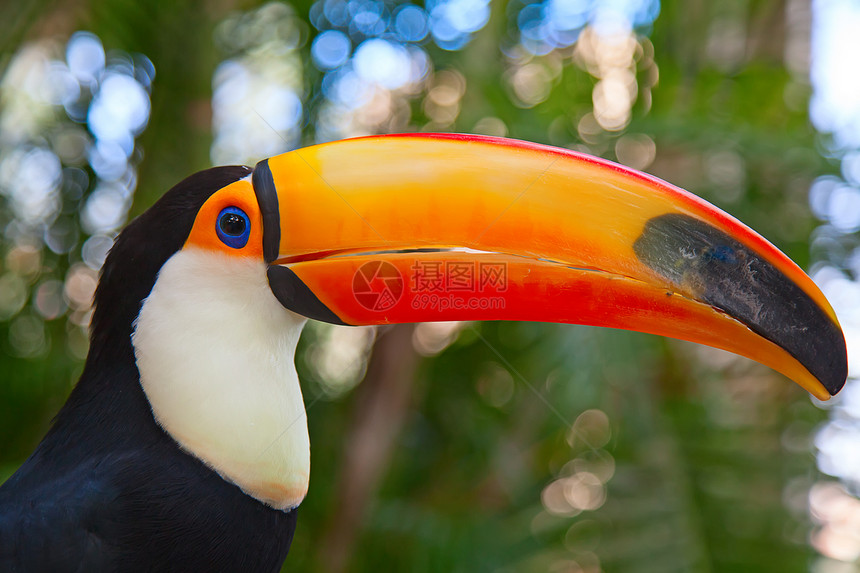 色彩多彩的土瓜场景地形热带旅行动物野生动物旅游生态合作荒野图片