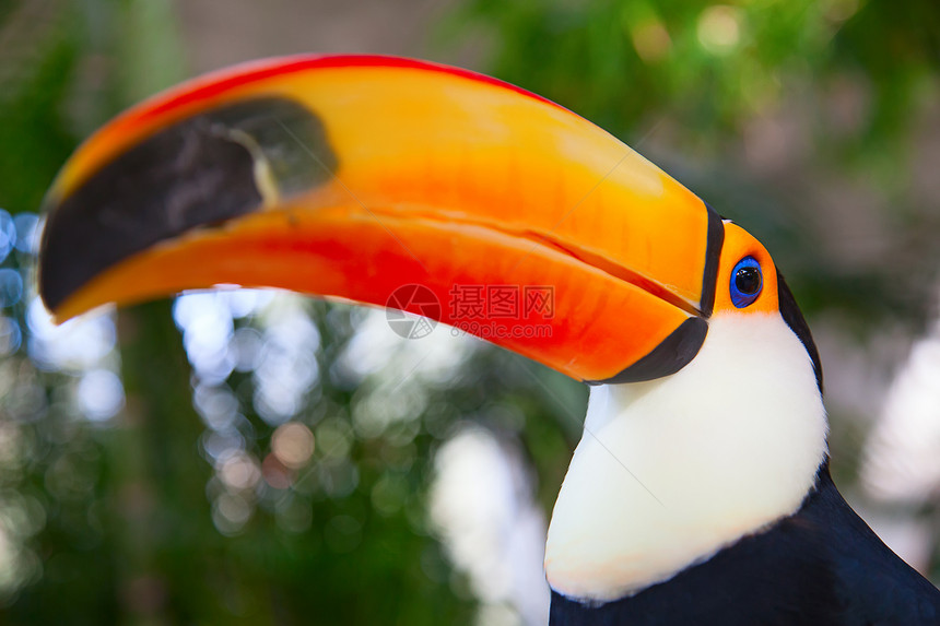 色彩多彩的土瓜动物园野生动物鸟舍旅行橙子气候地形场景生态花园图片