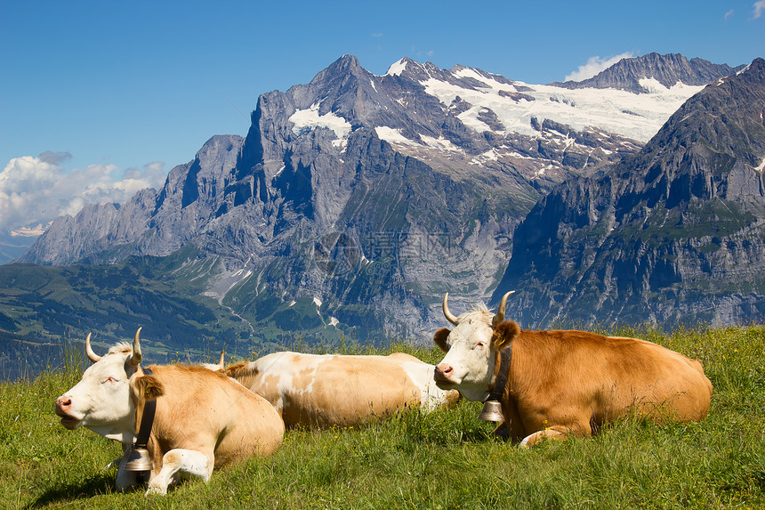 瑞士牛草地奶牛巨石登山远足石头岩石农场山峰环境图片