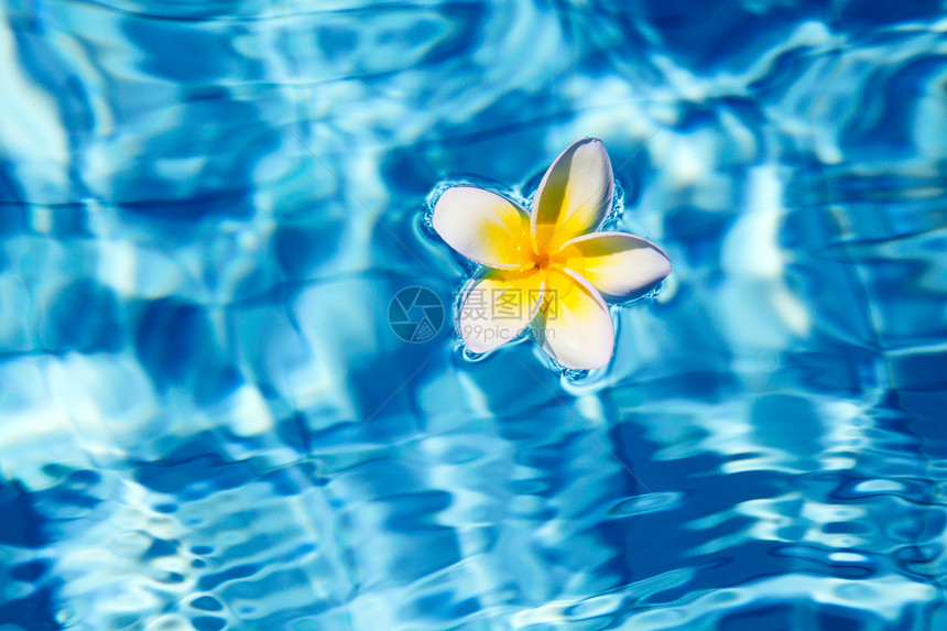 热带花朵在水中的热带freangipani颜料鸡蛋花水池温泉墨水天堂旅行水性环境生态图片