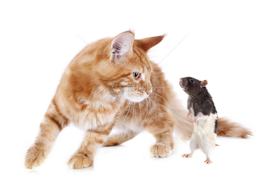 小猫和老鼠爪子友谊动物宠物工作室运动棕色捕食者图片