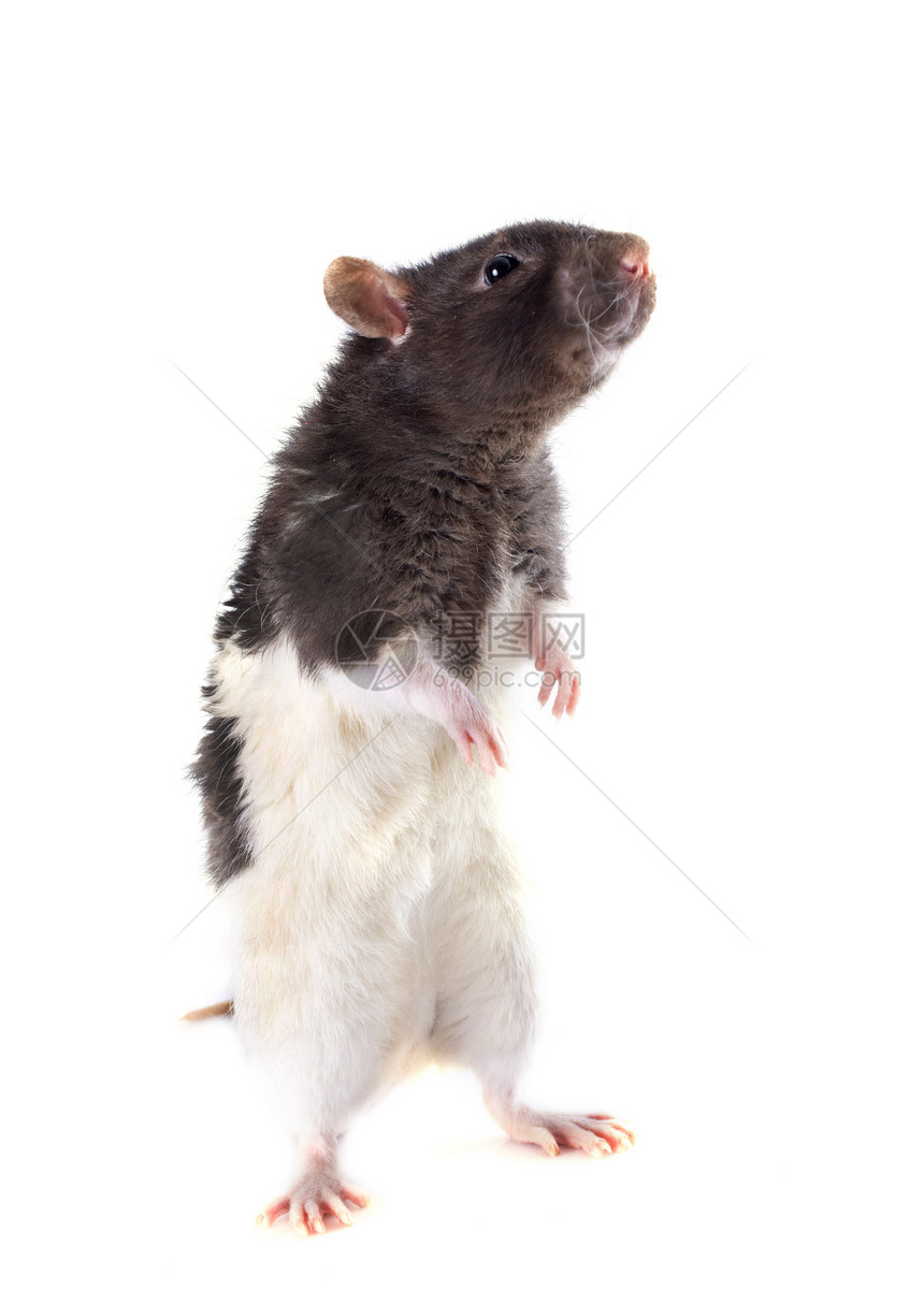 国内小鼠成人棕色爪子宠物白色哺乳动物工作室图片
