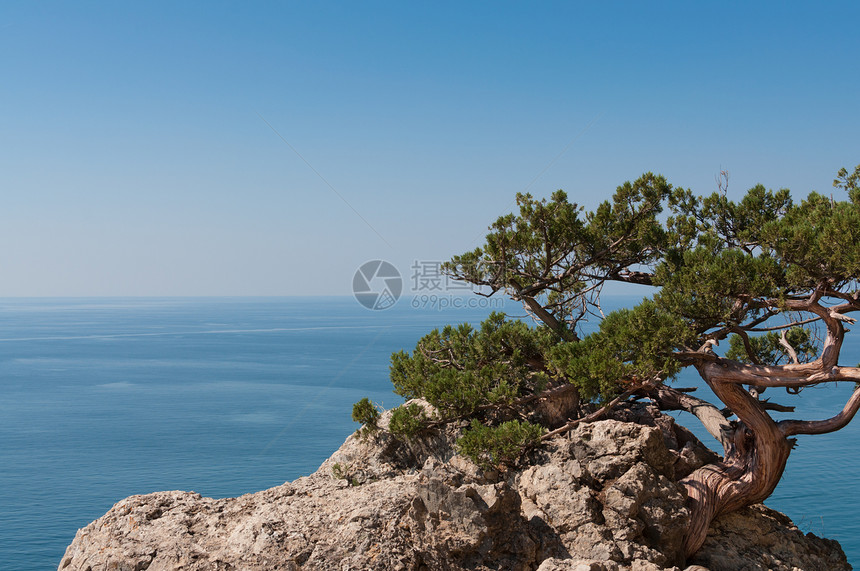 岩石上的树旅游旅行地平线假期季节海景石头蓝色松树天空图片