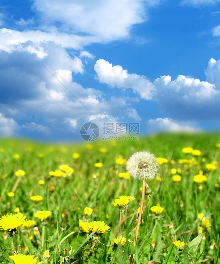 牧场绿地植物群农场场地宏观花瓣季节幸福太阳叶子花园图片