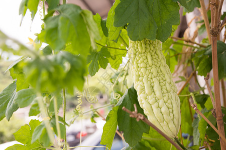 苦瓜园藤蔓架子食物葫芦农田水果叶子草本植物土地背景图片