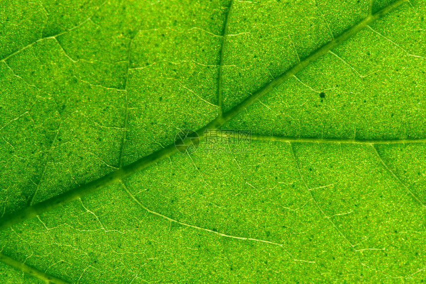 绿叶纹理情调植物群光合作用床单叶子静脉植物学生活森林宏观图片