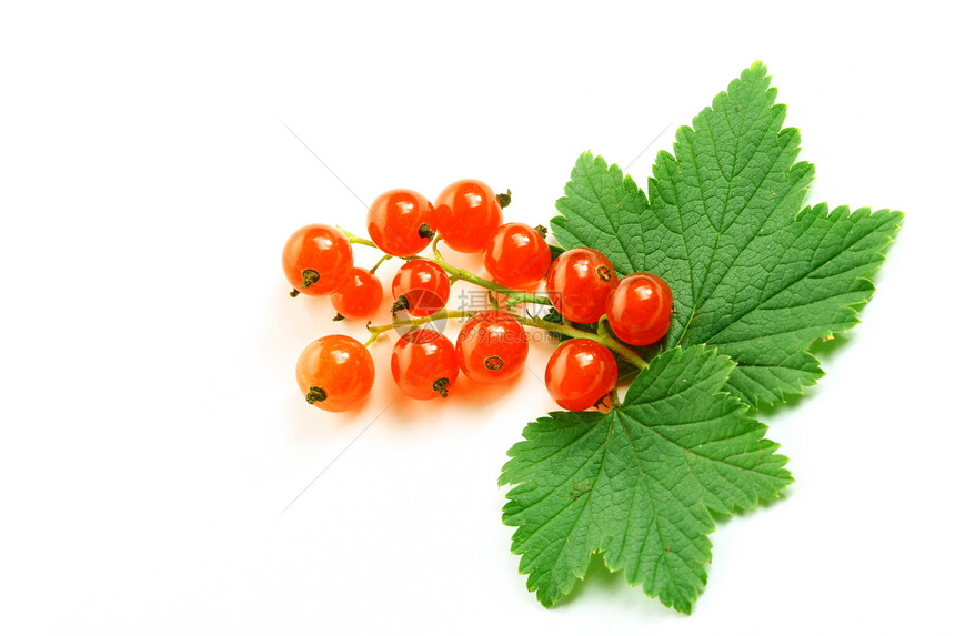 孤立的红色草原和叶叶醋栗静物食物果味季节维生素美食水果尾巴饮食图片