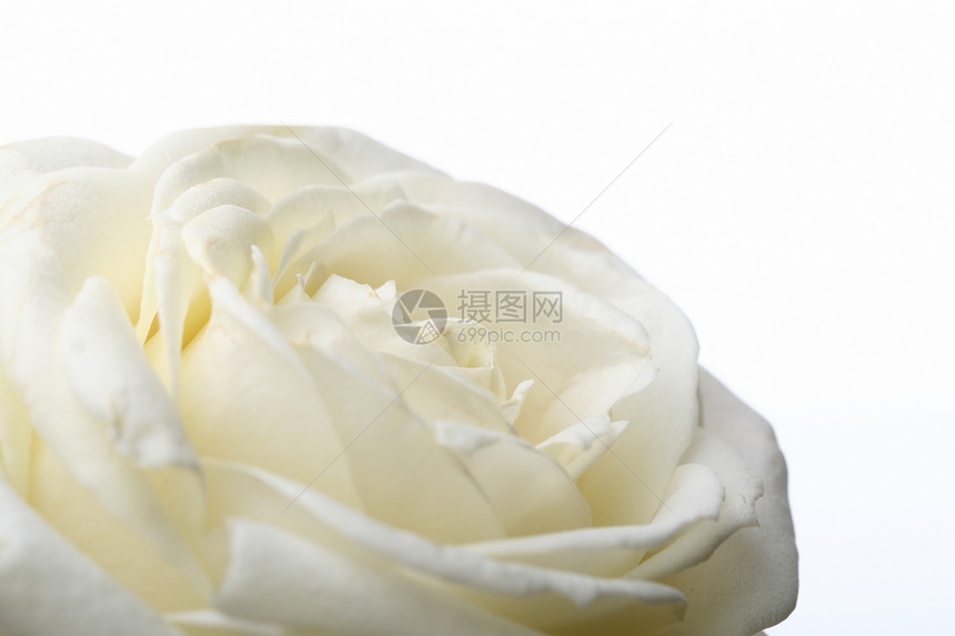 美丽的白玫瑰宏观特写Name玫瑰花瓣白色植物礼物季节脆弱性图片