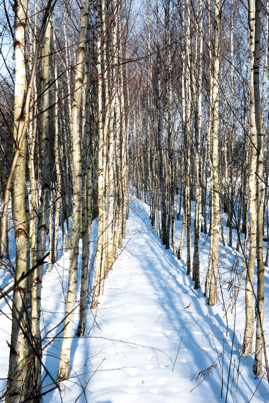 Birch 树场景树木植物树干国家季节桦木农村荒野植物群图片