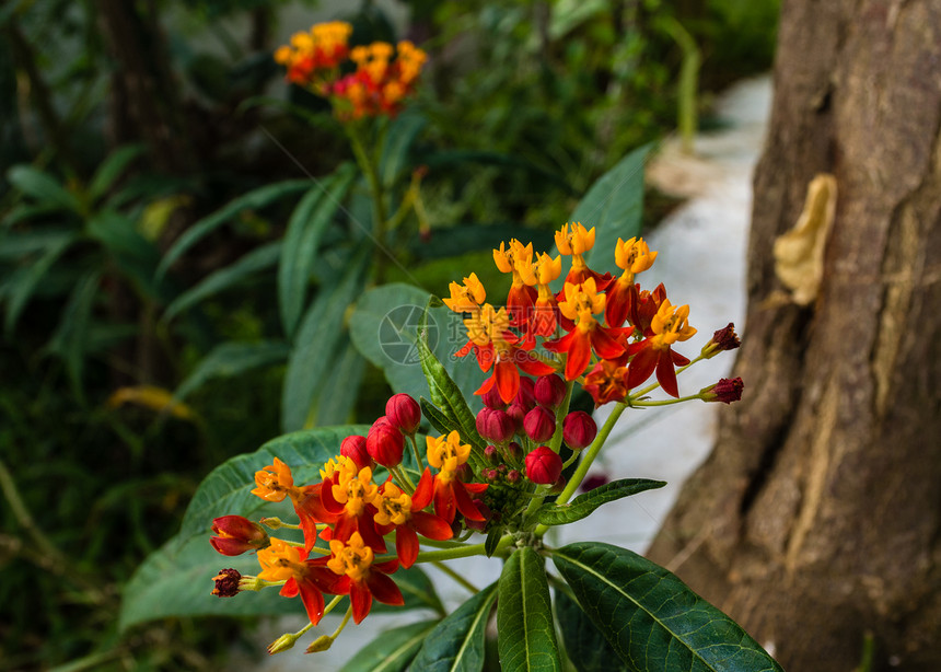 鲜花花瓣植物群花园绿色活力植物树叶场地雏菊花店图片