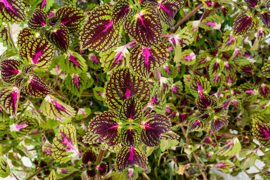 鲜花植物群农村花瓣雏菊花束植物叶子花店绿色树叶图片