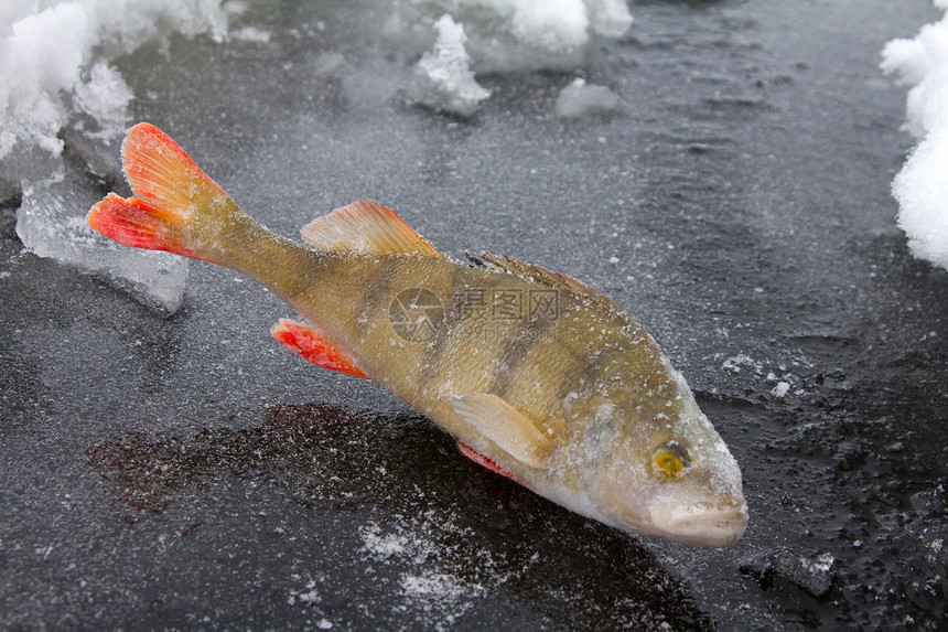 冬季游渔的休闲时间季节尾巴运动动物栖息爱好食物淡水捕食者河岸图片
