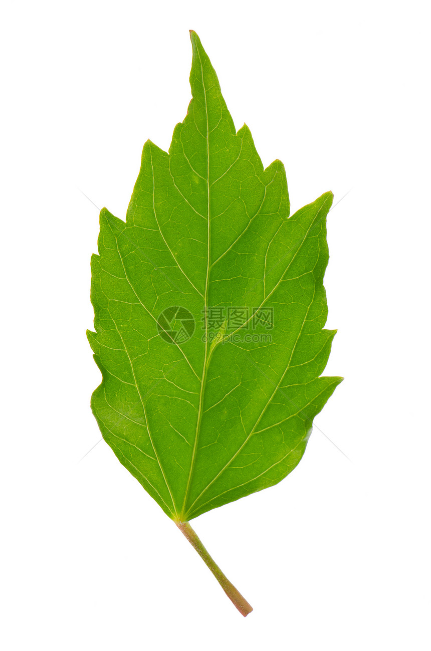 希比斯叶叶植物植物群静脉木槿环境树叶绿色宏观白色图片