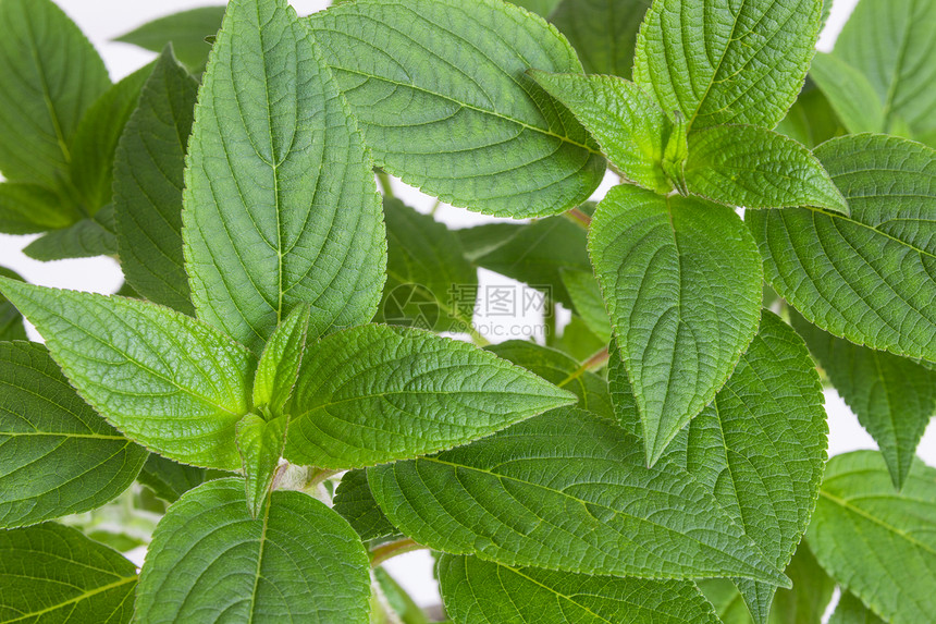 绿薄叶叶树叶叶子草本植物生长活力香料园艺植物群水平绿色图片