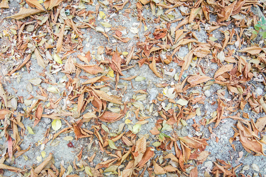 秋叶背景绿色森林季节季节性黄色天气墙纸花园植物学红色图片