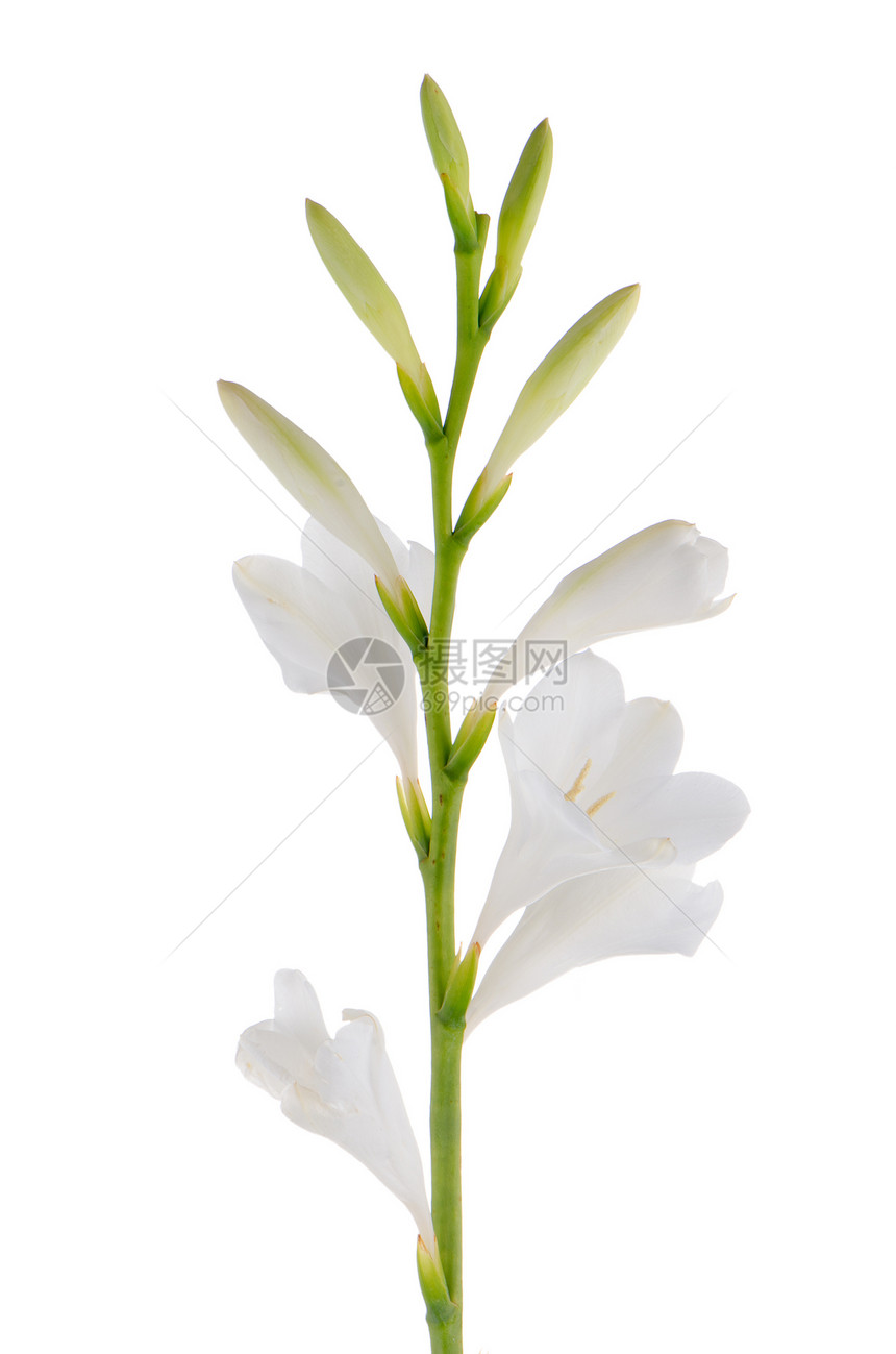 百合花百合植物和风植物群植物学热带刀刃白色宏观念珠菌图片