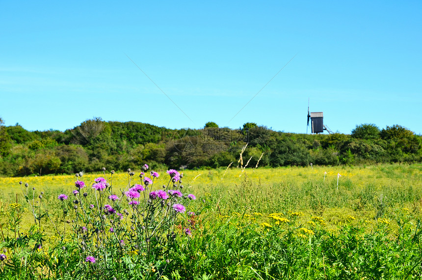 夏花花闲暇野花环境农村风车季节性天空团体植物学生长图片
