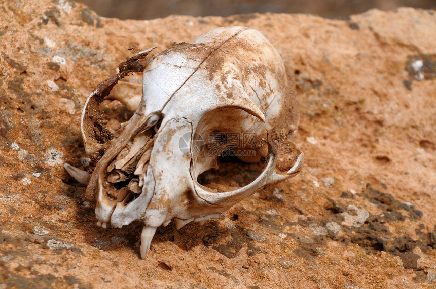 松鼠的头骨被遗弃在沙漠中图片