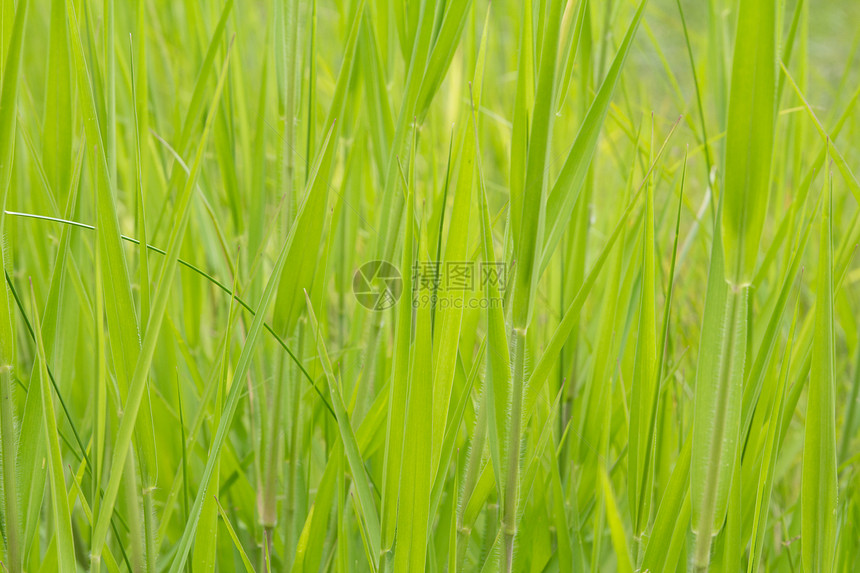 绿绿草果岭植物背景色彩后院草皮草地前院环境保护绿色图片