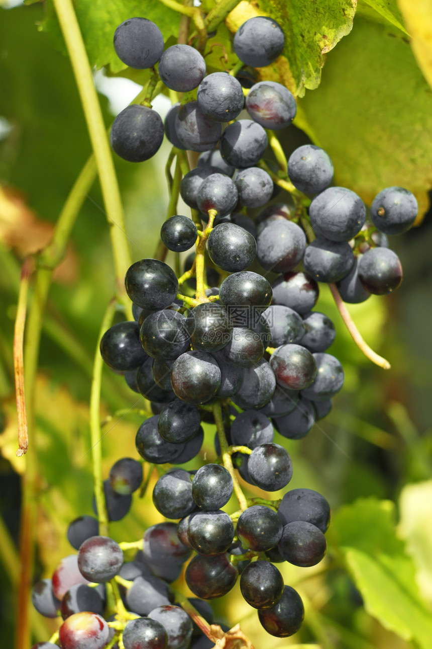 黑葡萄团团图片