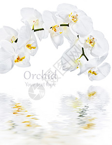 热带植物白色白白长效反射草本植物白色美丽花瓣植物学花束热带植物兰花背景