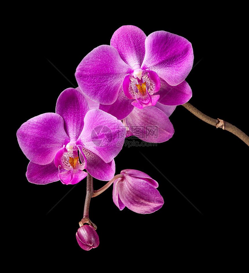 粉红色兰花异国宏观脆弱性植物粉色植物学紫色情调热带美丽图片