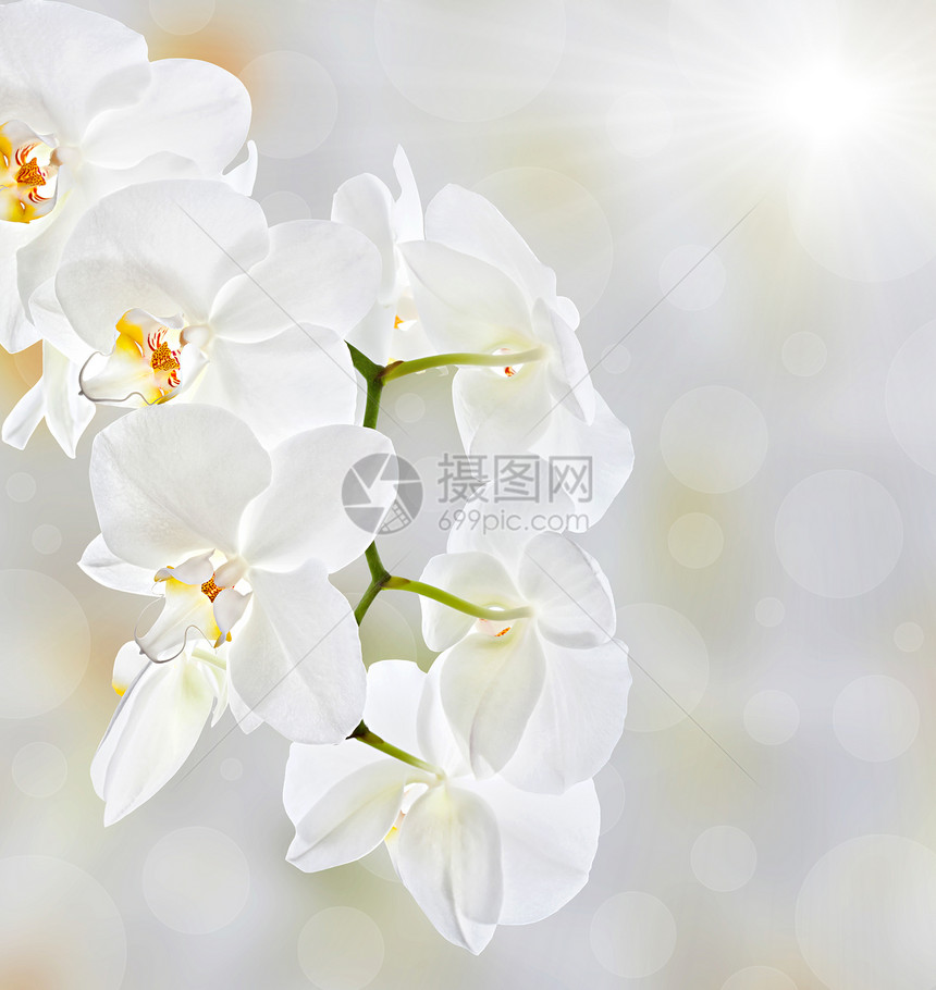 软花层背景白色兰花植物太阳异国宏观脆弱性框架情调热带图片