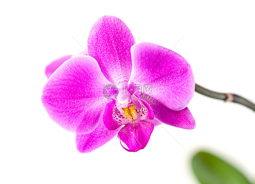 白色粉红兰花脆弱性植物情调异国花瓣热带粉色紫色红色宏观图片