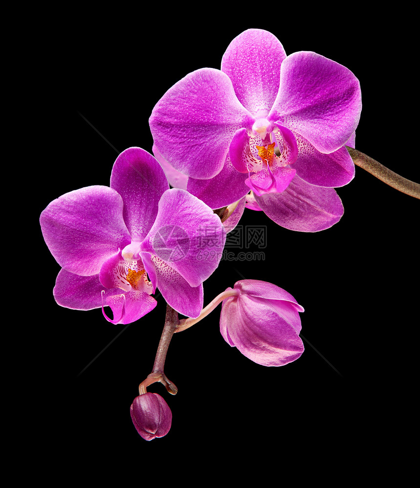 粉红色兰花异国黑色宏观热带植物学花瓣粉色植物紫色脆弱性图片
