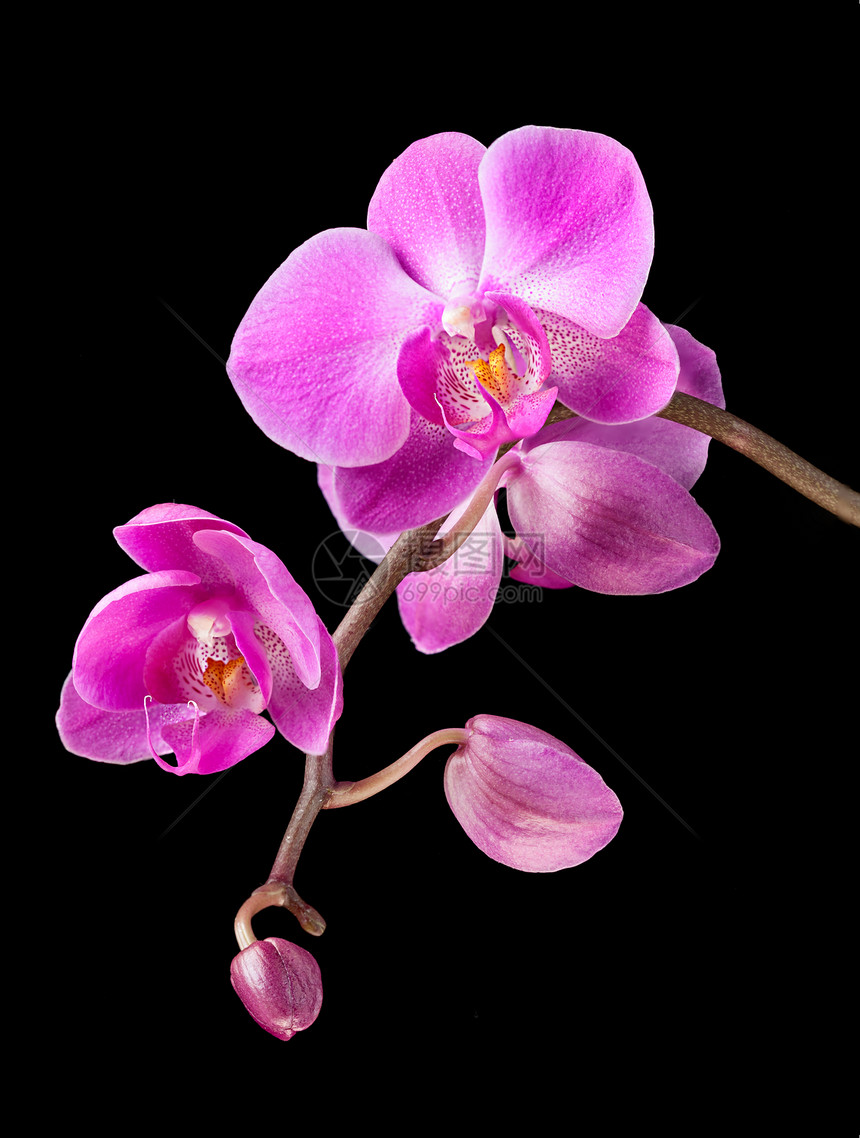 粉红色兰花植物学情调花瓣脆弱性美丽红色宏观粉色异国热带图片