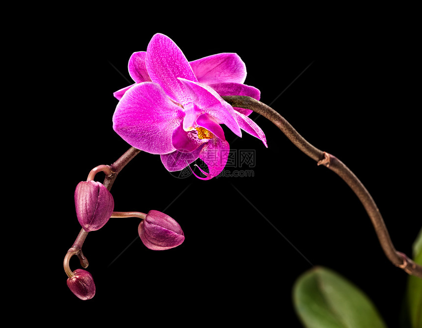 黑色的粉红兰花植物紫色情调异国宏观红色粉色热带脆弱性花瓣图片