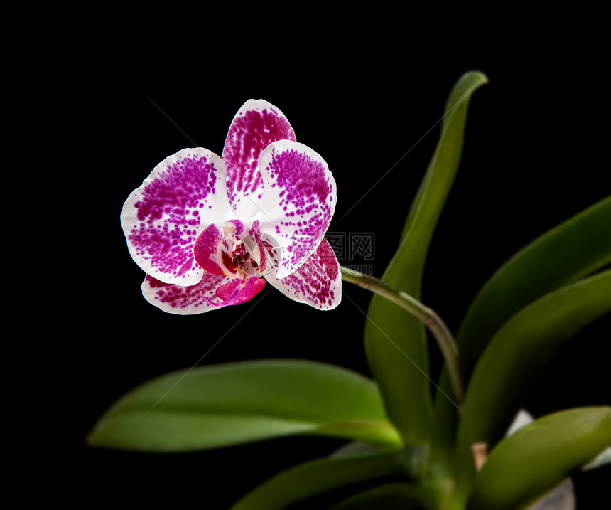 粉红和白兰花植物学粉色植物脆弱性花瓣紫色异国温泉框架情调图片