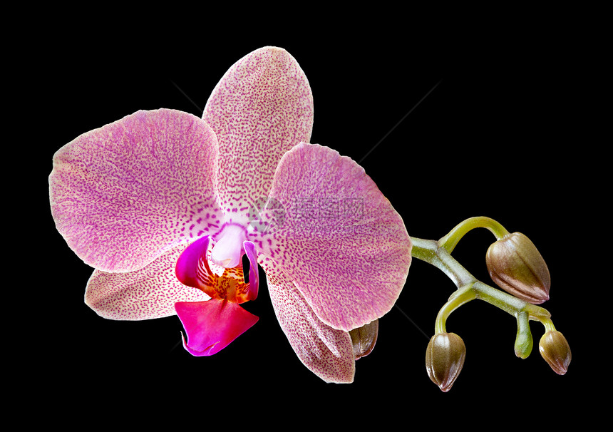 兰花花束情调花瓣植物学植物粉色紫色框架脆弱性异国图片