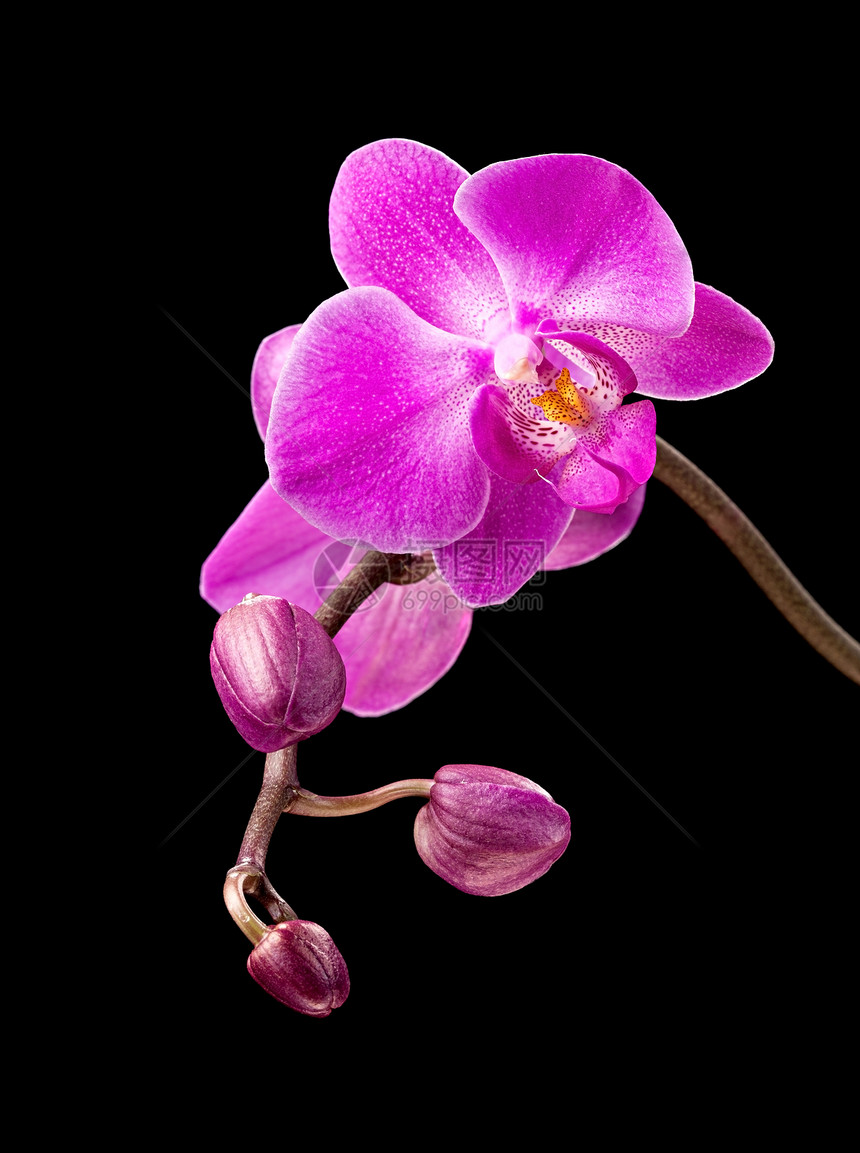 黑色的粉红兰花紫色粉色植物花瓣热带宏观情调红色异国美丽图片