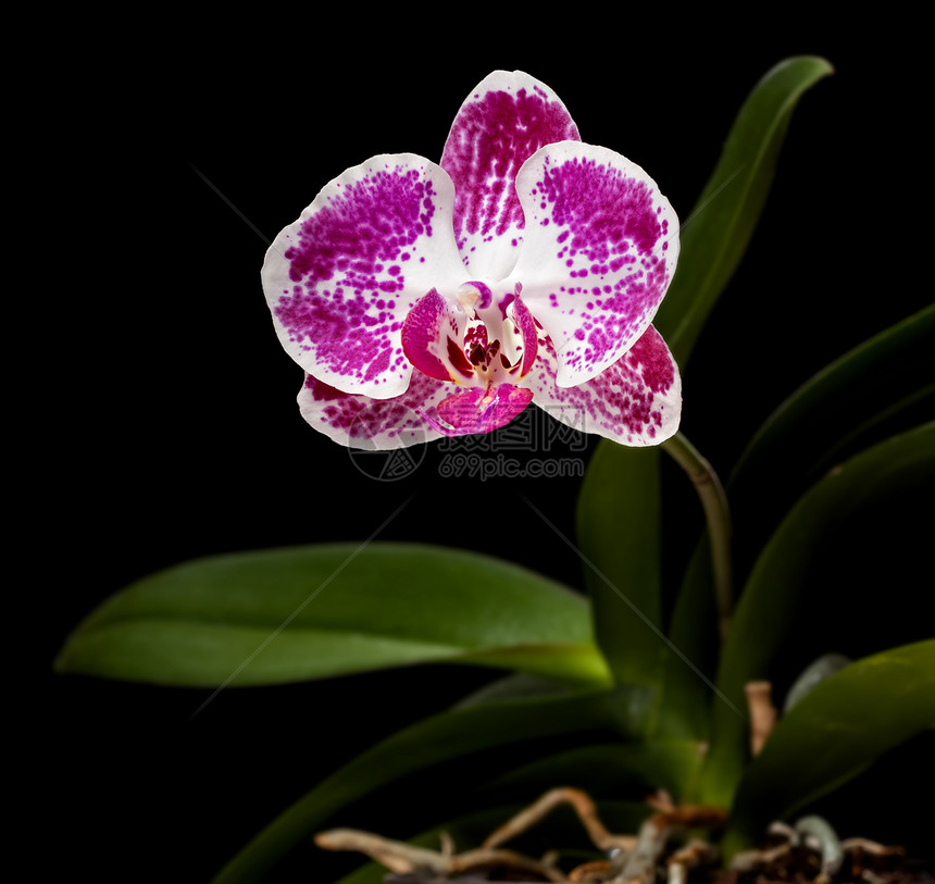 粉红和白兰花花瓣温泉植物学粉色框架脆弱性兰花绿色植物宏观图片