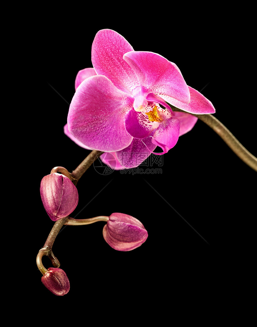 黑色的粉红兰花红色热带植物学宏观粉色情调植物异国花瓣脆弱性图片